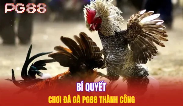 Bí quyết chơi đá gà PG88 thành công