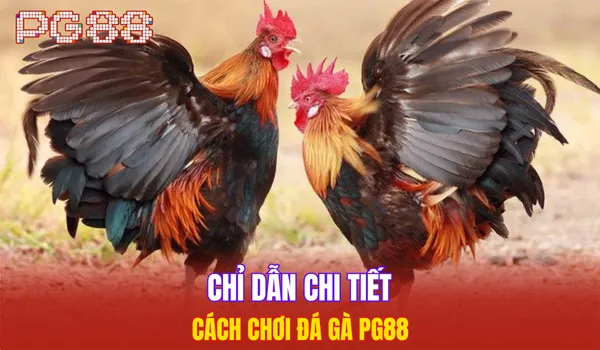 Chỉ dẫn chi tiết cách chơi đá gà PG88