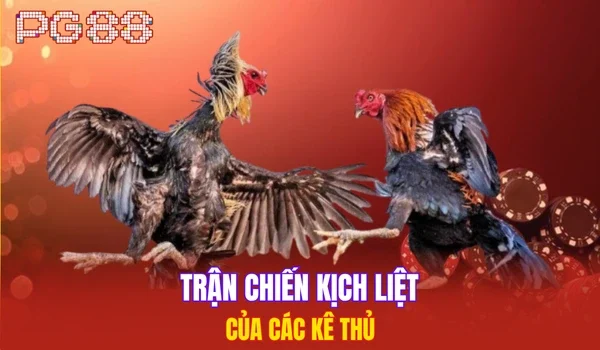 Trận chiến kịch liệt của các kê thủ